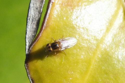 Réf. 115 396 : Chlorops sp.