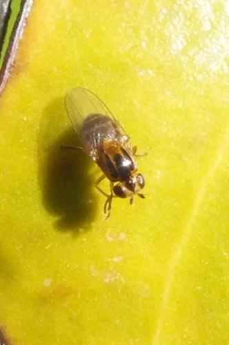 Réf. 115 383 : Chlorops sp.