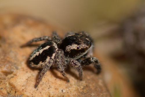 Pellenes arciger