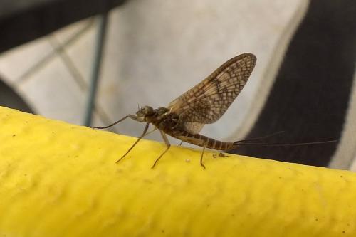 Rhithrogena sp.
