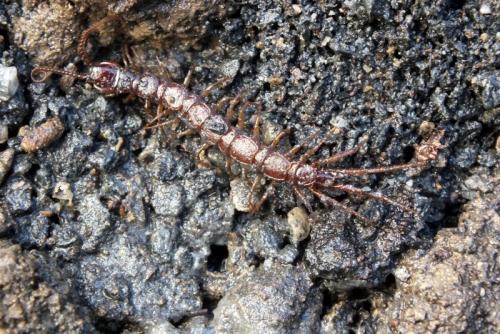 Réf. 115 669 : Lithobius sp.