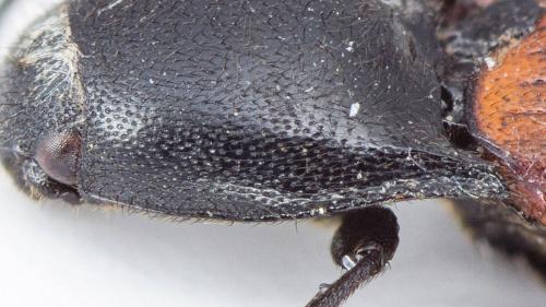 Ampedus sp.