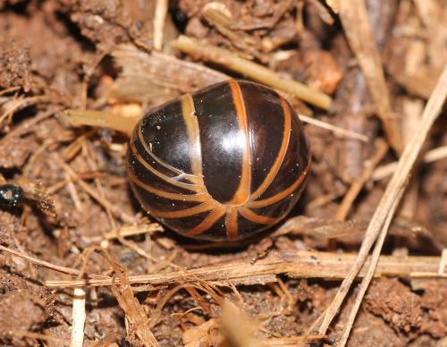 Réf. 115 606 : Glomeris marginata