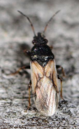 Réf. 115 795 : Metopoplax ditomoides