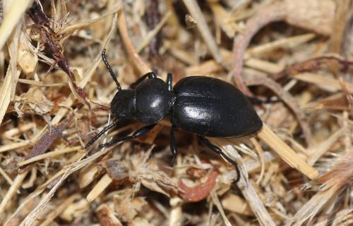 Pachychila servillei
