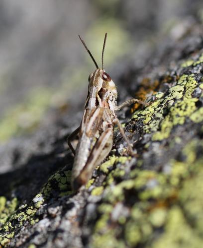 Réf. 115 346 : Chorthippus corsicus corsicus