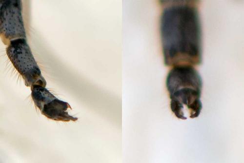Chironomus sp.