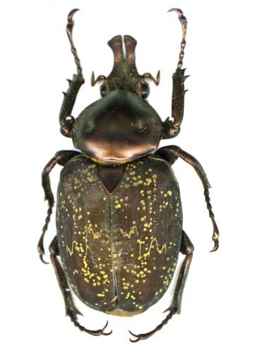 Golinca bifrons