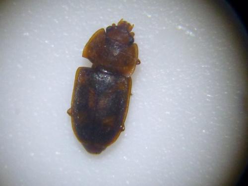 Réf. 115 299 : Epuraea sp.