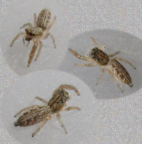 Mendoza canestrinii