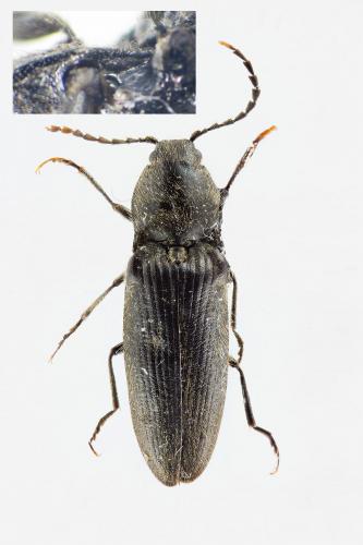 Réf. 115 084 : Hemicrepidius niger