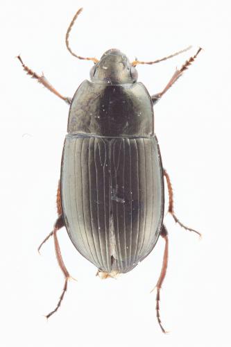Réf. 115 007 : Amara curta