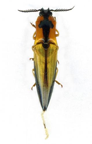 Semiotus angulatus