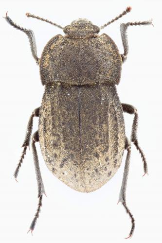 Asida jurinei