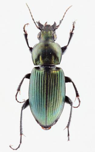 Réf. 115 417 : Poecilus kugelanni