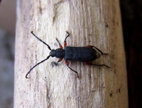 Réf. 115 799 : Ropalopus femoratus