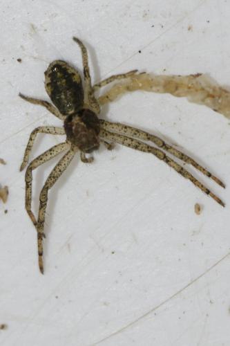 Réf. 115 086 : Tmarus sp.