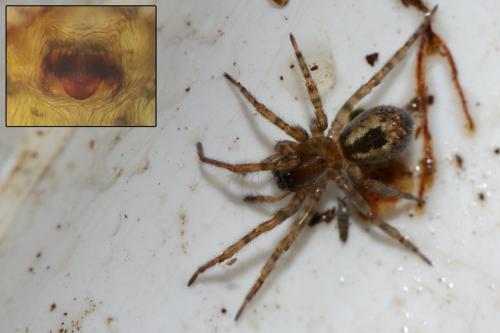Amaurobius fenestralis