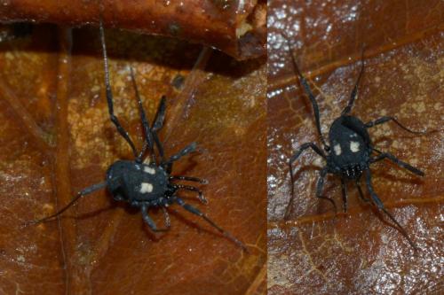 Nemastoma lugubre