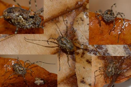 Réf. 115 615 : Platybunus sp.