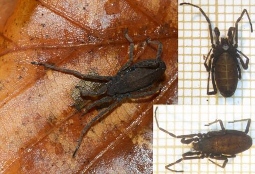 Trogulus nepaeformis
