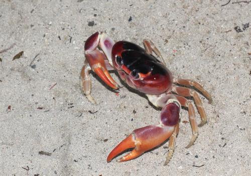 Gecarcinus lateralis