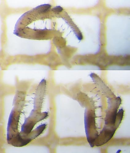 Réf. 115 653 : Platybunus sp.