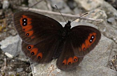 Erebia meolans