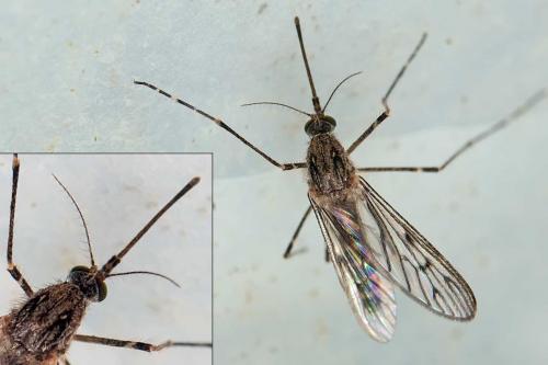 Réf. 115 121 : Culiseta annulata