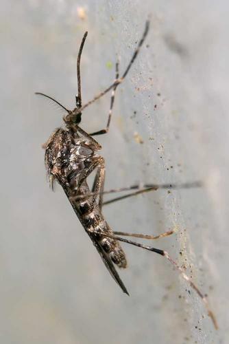Réf. 115 122 : Culiseta annulata