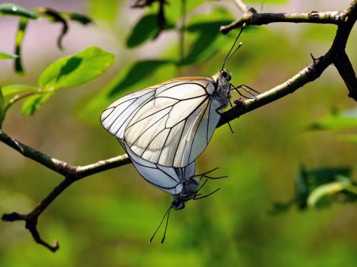 Aporia crataegi