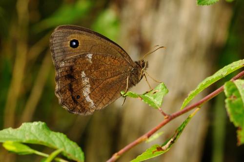 Minois dryas