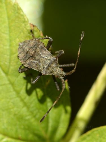 Réf. 115 849 : Coreus marginatus