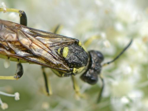 Tenthredo notha