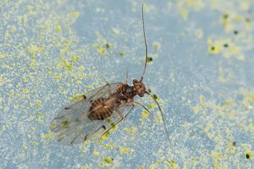 Ectopsocus briggsi