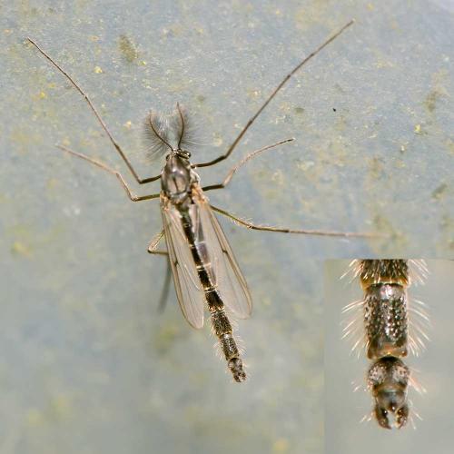 Chironomus sp.