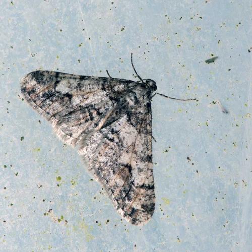 Agriopis leucophaearia