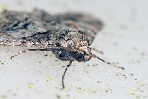 Agriopis leucophaearia