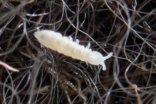 Onychiurinae