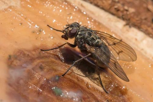 Phaonia tuguriorum