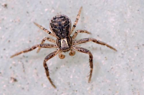 Xysticus sp.