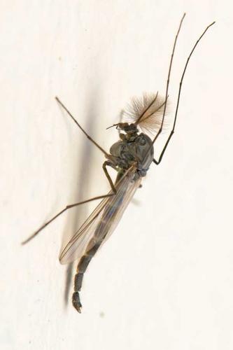 Chironomus sp.
