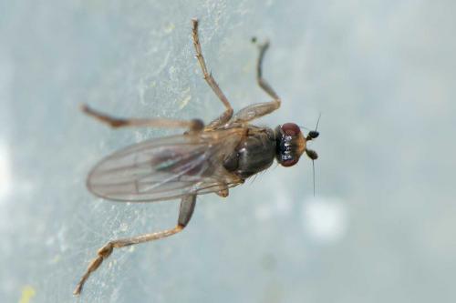 Copromyza sp.