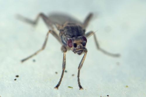 Copromyza sp.