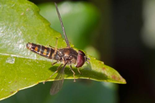 Episyrphus balteatus