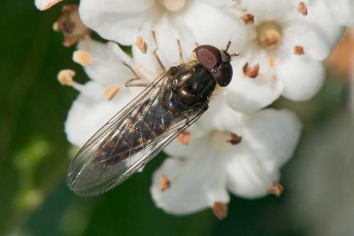 Episyrphus balteatus