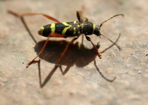 Réf. 115 311 : Clytus arietis