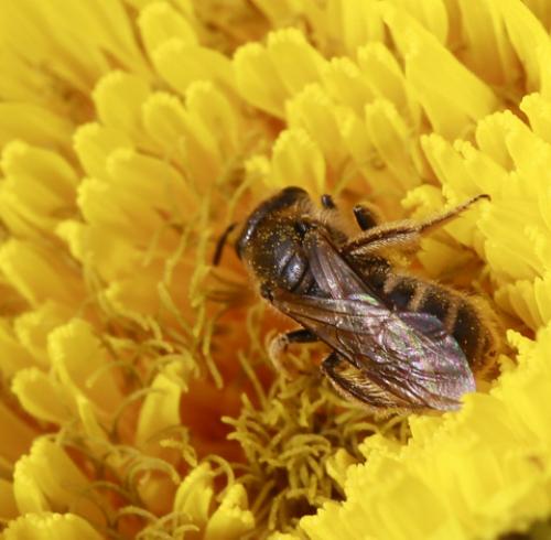 Lasioglossum sp.