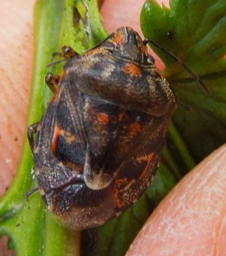 Réf. 115 088 : Holcogaster fibulata