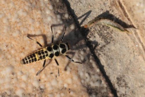 Calvia decemguttata